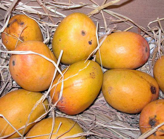 Best Mango Variety In India 1