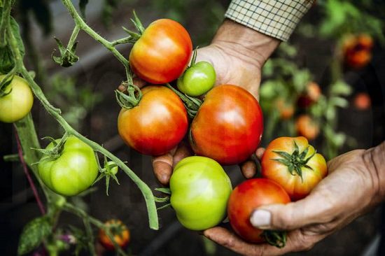 Best Season to Grow Tomatoes in India