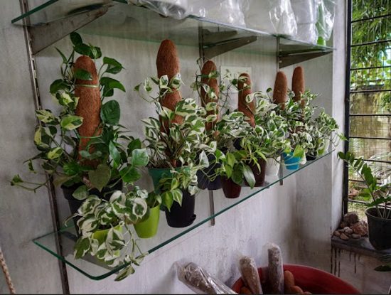 Plant Nurseries In Bhubaneswar