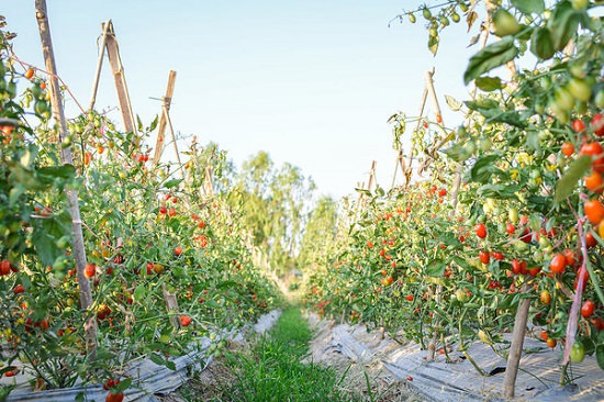 know about the Best Season to Grow Tomatoes in India