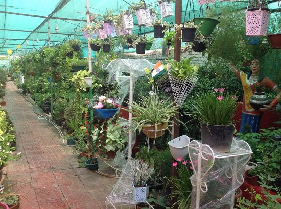 Plant Nursery In Amritsar