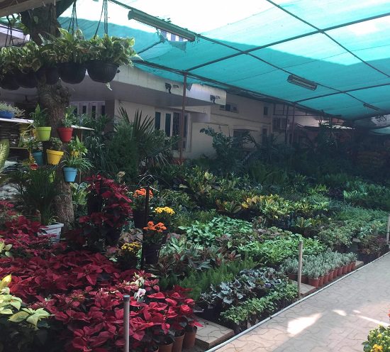 ahmedabad plant nursery