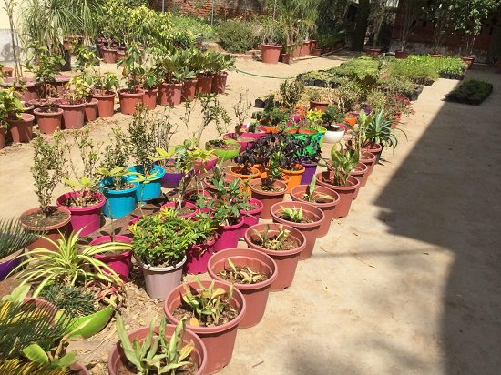 Ahmedabad plant nursery