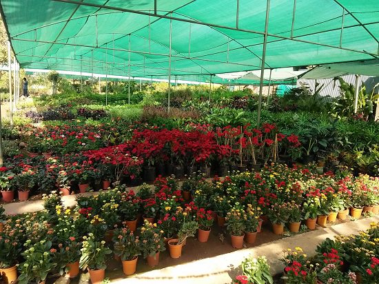 best plant nursery in ahmedabad