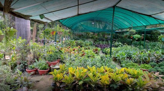 Plant Nurseries In Chandigarh