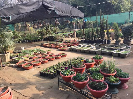 best plant nursery in chandigarh