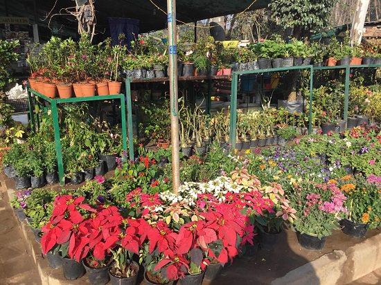 plant nursery in chandigarh