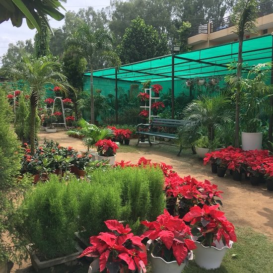 top plant nursery in chandigarh