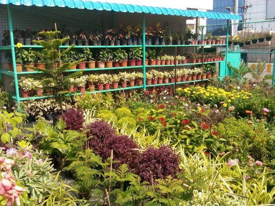 plant nursery in chennai