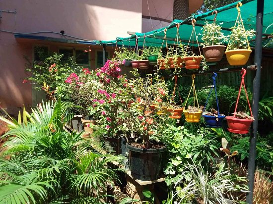 top plant nursery in chennai