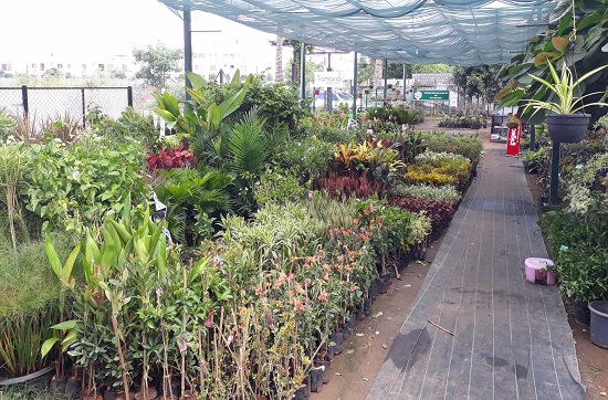plant nursery in coimbatore