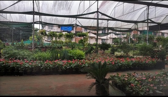 best plant nursery in goa