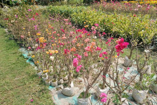 best plant nursery in guwahati
