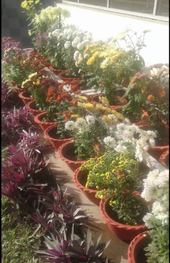 plant nursery in guwahati