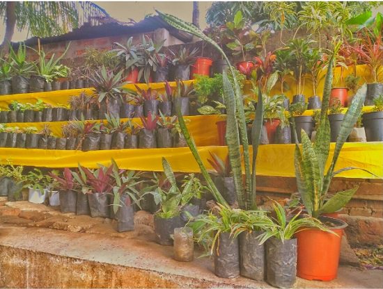 Best Plant Nurseries in Guwahati