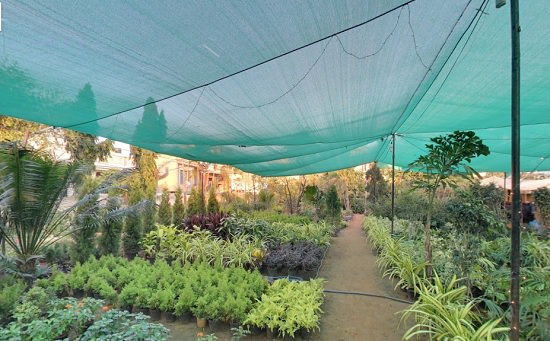 jaipur plant nursery 