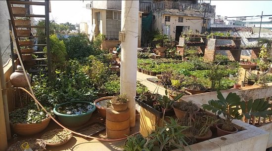 best plant nursery in jaipur