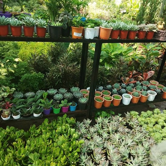 plant nursery in jaipur