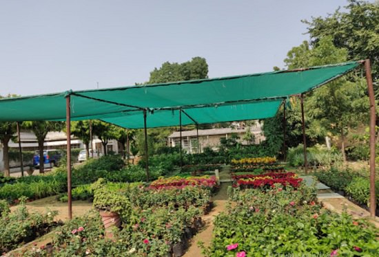 plant nursery in jaipur