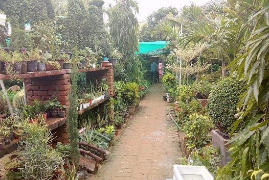 top plant nursery in jaipur