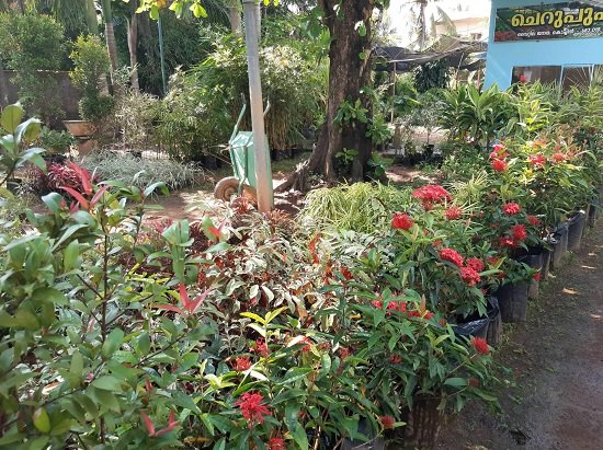 plant nursery in kochi