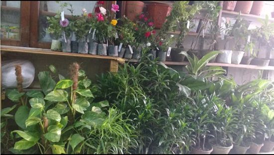 best plant nursery in kolkata