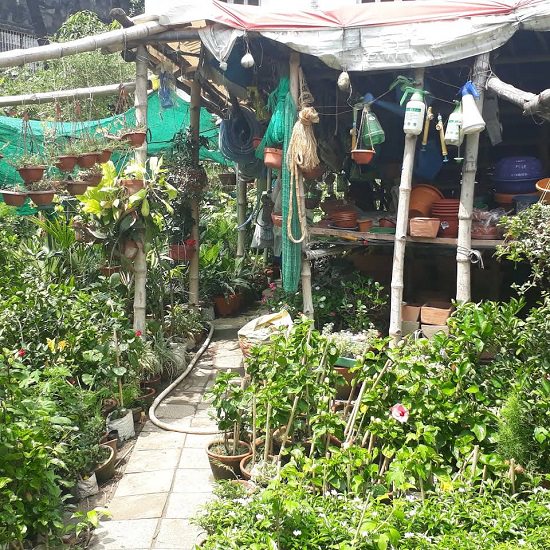 best plant nursery in kolkata