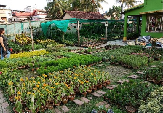 plant nursery in kolkata
