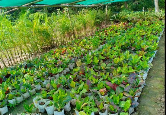 plant nursery in kolkata