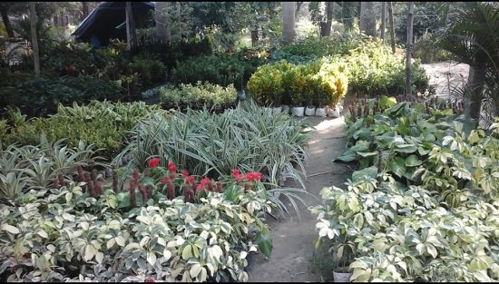 best plant nursery in lucknow