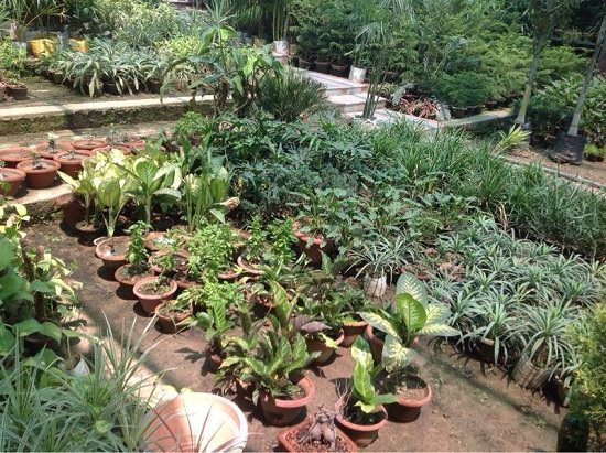 top plant nursery in lucknow