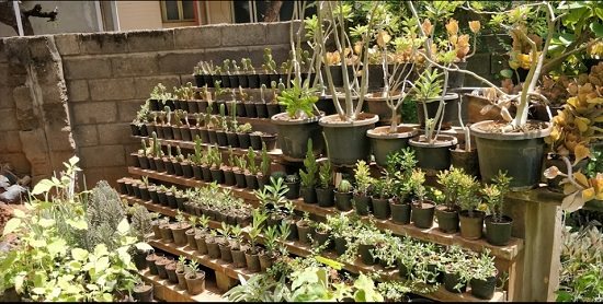top plant nursery in madurai