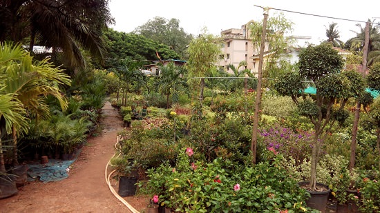 top plant nursery in mangalore