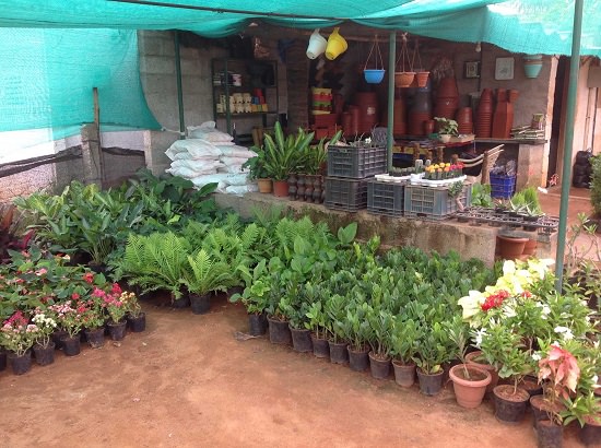 top plant nursery in mysore