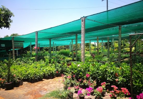 plant nursery in mysore