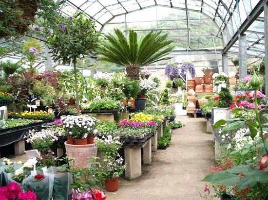 top plant nursery in Nagpur