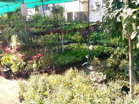 top plant nursery in Nagpur