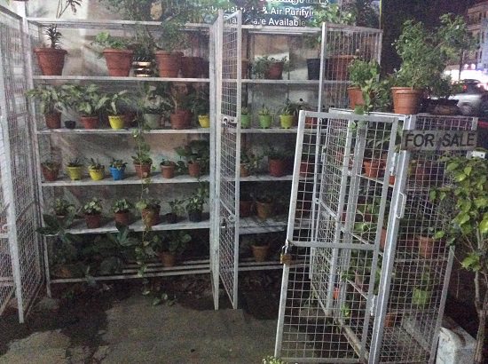 plant nursery in Nagpur