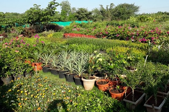 top plant nursery in nashik