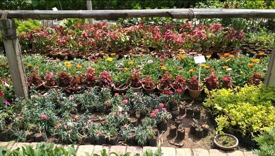 best plant nursery in patna