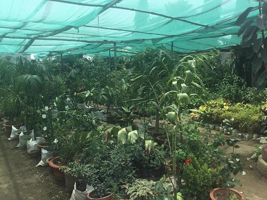 top plant nursery in patna