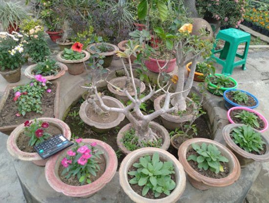 plant nursery in patna