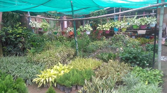 best plant nursery in patna
