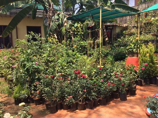 best plant nursery in thiruvananthapuram