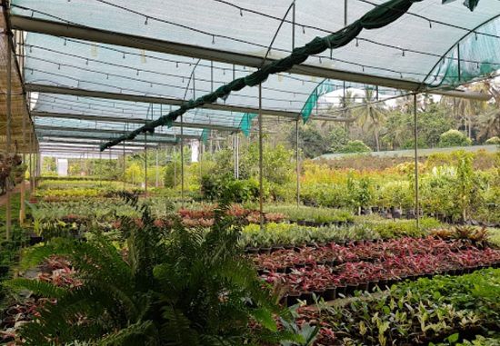 plant nursery in thrissur