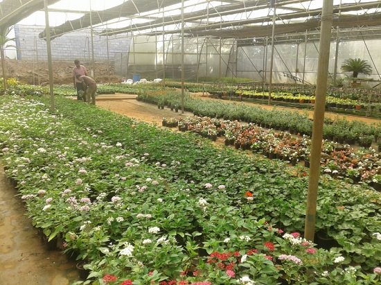 plant nursery in vijayawada