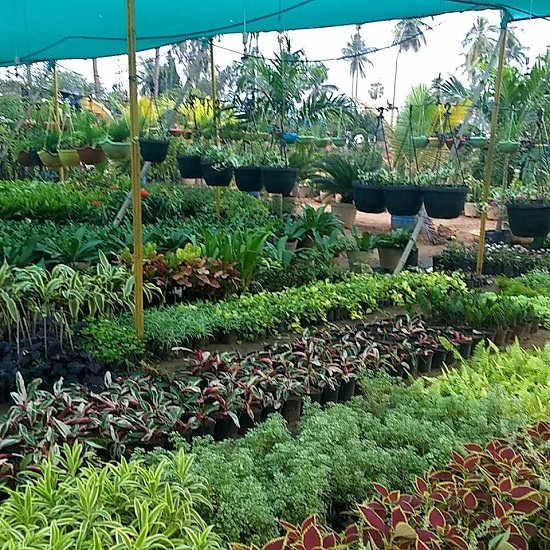 top plant nursery in vijayawada