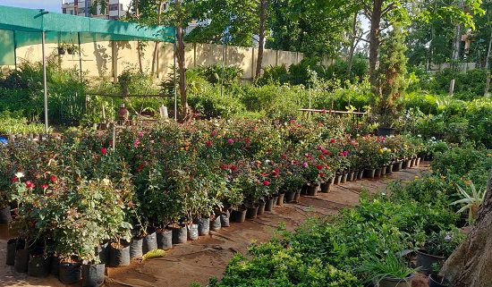 best plant nursery in vijayawada