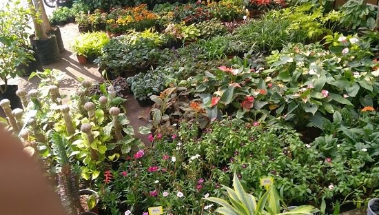 vijayawada plant nurseries 