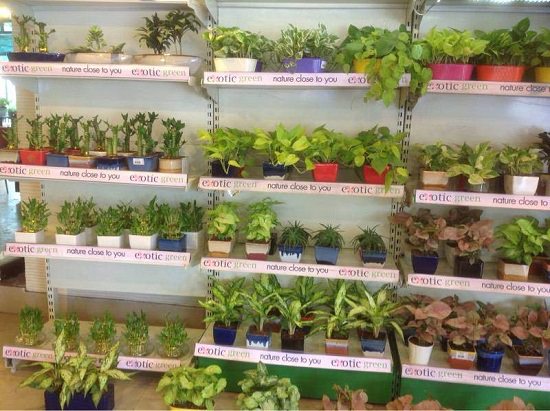delhi plant nursery